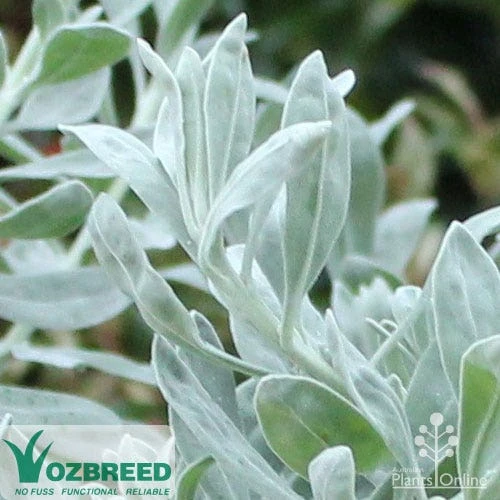 Eremophila Blue Horizon - Emu Bush 10 Eremophila Blue Horizon - Emu Bush - Image 8