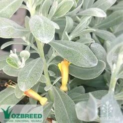 Eremophila Blue Horizon - Emu Bush 19 Eremophila Blue Horizon - Emu Bush -Bloom Field Shop blue horizon flower