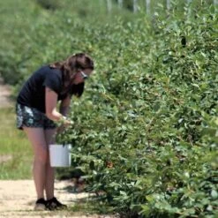 Blueberry Misty 14 Blueberry Misty -Bloom Field Shop blueberries picking