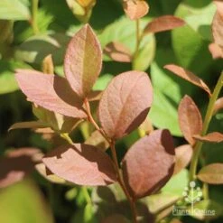 Blueberry Misty 16 Blueberry Misty -Bloom Field Shop blueberry misty foliage
