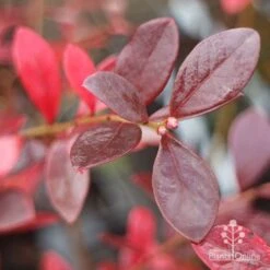 Blueberry Sunshine Blue -Bloom Field Shop blueberry sunshine autumn colour