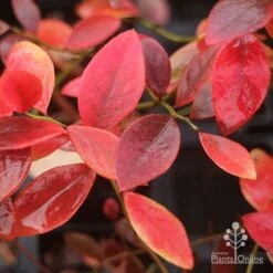 Blueberry Sunshine Blue -Bloom Field Shop blueberry sunshine blue autumn colour