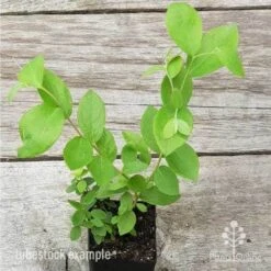 Blueberry Brightwell 13 Blueberry Brightwell -Bloom Field Shop blueberry tube 3