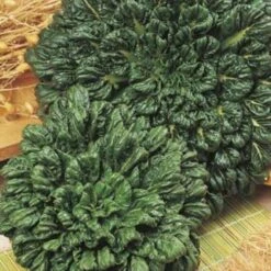 Bok Choi - Seed -Bloom Field Shop bok choi