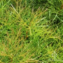 Grevillea Bon Accord -Bloom Field Shop bon accord grevillea foliage