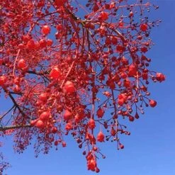 Illawarra Flame Tree - Brachychiton 18 Illawarra Flame Tree - Brachychiton -Bloom Field Shop brachychiton acerifolius flower