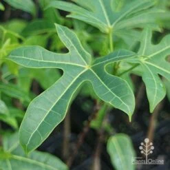 Illawarra Flame Tree - Brachychiton 20 Illawarra Flame Tree - Brachychiton -Bloom Field Shop brachychiton acerifolius leaf