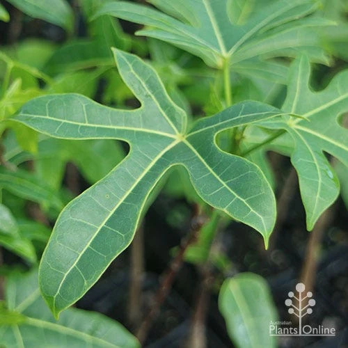 Illawarra Flame Tree - Brachychiton 9 Illawarra Flame Tree - Brachychiton - Image 7
