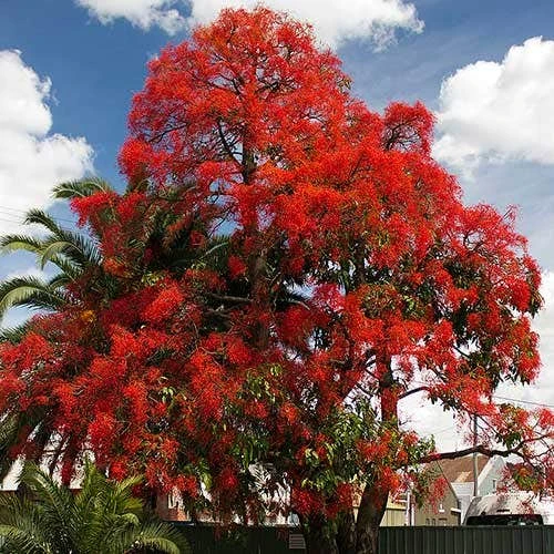 Illawarra Flame Tree - Brachychiton 3 Illawarra Flame Tree - Brachychiton