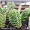 Crassula Buddha’s Temple - Succulent -Bloom Field Shop buddhas temple tubestock