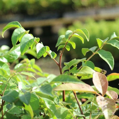 Burdekin Plum - Pleiogynium 11 Burdekin Plum - Pleiogynium - Image 9