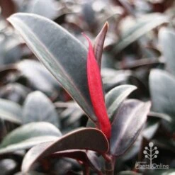 Ficus Elastica Burgundy - Rubber Plant -Bloom Field Shop burgundy new leaf red