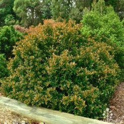 Syzygium Bush Christmas - Lilly Pilly 22 Syzygium Bush Christmas - Lilly Pilly -Bloom Field Shop bush christmas syzygium