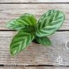 Calathea Freddy 2 Calathea Freddy -Bloom Field Shop calathea freddy 2