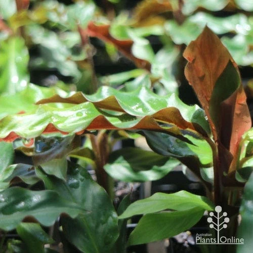 Calathea Rufibarba - Velvet Calathea 4 Calathea Rufibarba - Velvet Calathea - Image 2