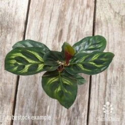 Calathea Makoyana - Peacock Plant 14 Calathea Makoyana - Peacock Plant -Bloom Field Shop calathea makoyane leaf 1