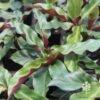 Calathea Rufibarba - Velvet Calathea 1 Calathea Rufibarba - Velvet Calathea -Bloom Field Shop calathea plant 1
