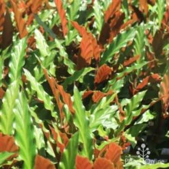 Calathea Rufibarba - Velvet Calathea 10 Calathea Rufibarba - Velvet Calathea -Bloom Field Shop calathea sunlit 500 1