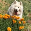 Californian Poppy Double - Seed -Bloom Field Shop cali poppies dog