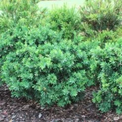 Callistemon Better John -Bloom Field Shop callistemon better john bushes