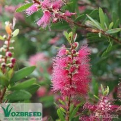 Callistemon Candy Burst 27 Callistemon Candy Burst -Bloom Field Shop callistemon candy burst