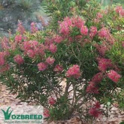 Callistemon Candy Burst 28 Callistemon Candy Burst -Bloom Field Shop callistemon candy burst bush
