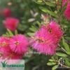 Callistemon Fluro Burst 1 Callistemon Fluro Burst -Bloom Field Shop callistemon fluro burst