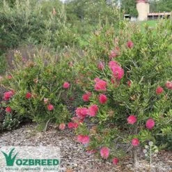 Callistemon Fluro Burst -Bloom Field Shop callistemon fluro burst bush