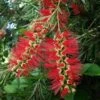Callistemon Summer Days™ -Bloom Field Shop callistemon for summer days