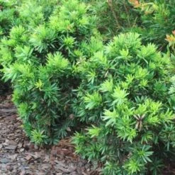 Callistemon Green John 27 Callistemon Green John -Bloom Field Shop callistemon green john 500