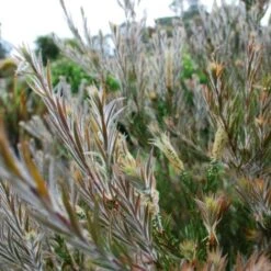 Callistemon Summer Days™ -Bloom Field Shop callistemon summer days foliage
