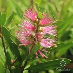Callistemon Sweet Burst -Bloom Field Shop callistemon sweet burst tubestock flower