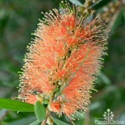 Callistemon Tangerine Dream 17 Callistemon Tangerine Dream -Bloom Field Shop callistemon tangerine dream