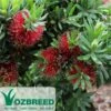 Callistemon Better John -Bloom Field Shop callistemon better john flower