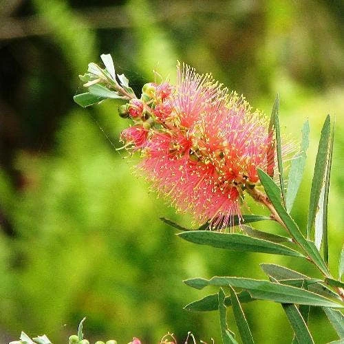 Callistemon Pink Champagne 6 Callistemon Pink Champagne - Image 4