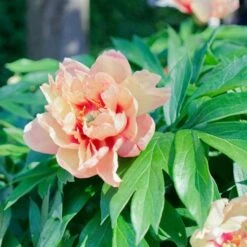 Peony Canary Brilliants - 1 Bulb 15 Peony Canary Brilliants - 1 Bulb -Bloom Field Shop canary brilliants