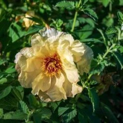 Peony Canary Brilliants - 1 Bulb 23 Peony Canary Brilliants - 1 Bulb -Bloom Field Shop canary brilliants 3