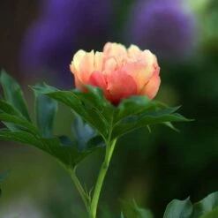 Peony Canary Brilliants - 1 Bulb 18 Peony Canary Brilliants - 1 Bulb -Bloom Field Shop canary brilliants bud
