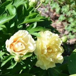 Peony Canary Brilliants - 1 Bulb 19 Peony Canary Brilliants - 1 Bulb -Bloom Field Shop canary brilliants fd richards flickr