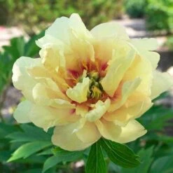 Peony Canary Brilliants - 1 Bulb 16 Peony Canary Brilliants - 1 Bulb -Bloom Field Shop canary brilliants fd richards flickr 3