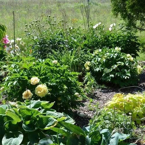 Peony Canary Brilliants - 1 Bulb 10 Peony Canary Brilliants - 1 Bulb - Image 8