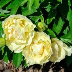 Peony Canary Brilliants - 1 Bulb 22 Peony Canary Brilliants - 1 Bulb -Bloom Field Shop canary brilliants fd richards flickr2