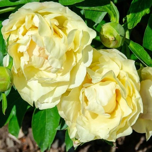 Peony Canary Brilliants - 1 Bulb 7 Peony Canary Brilliants - 1 Bulb - Image 5