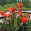 Canna Bronze - 1 Bulb 1 Canna Bronze - 1 Bulb -Bloom Field Shop canna cannova bronze orange flickr cultivar413