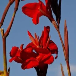Canna Americana - 1 Bulb -Bloom Field Shop canna lilies red