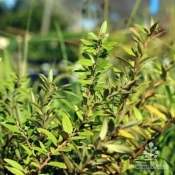 Grevillea Canterbury Gold -Bloom Field Shop canterbury gold foliage