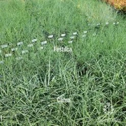 Carex Blue Cascade 11 Carex Blue Cascade -Bloom Field Shop carex v festuca compare