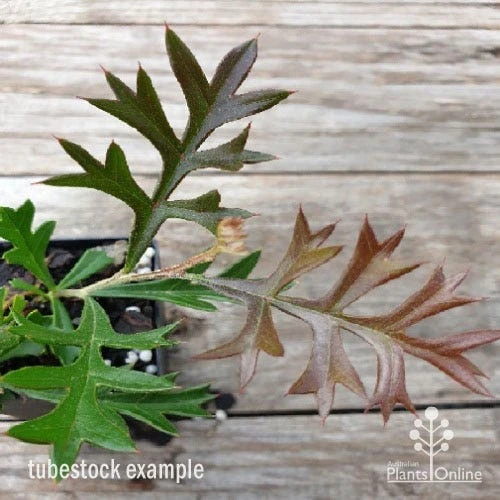 Grevillea Carpet Layer 6 Grevillea Carpet Layer - Image 4