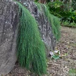 Casuarina Cousin It 18 Casuarina Cousin It -Bloom Field Shop casaurina cousin it cascading 1