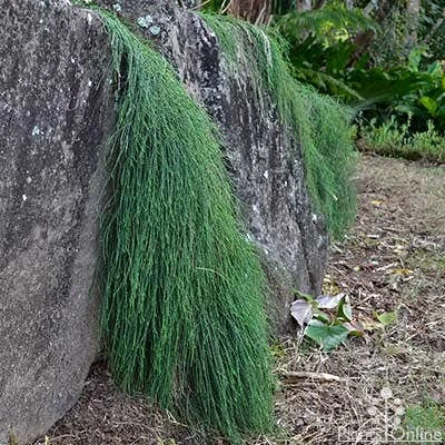 Casuarina Cousin It 10 Casuarina Cousin It - Image 8